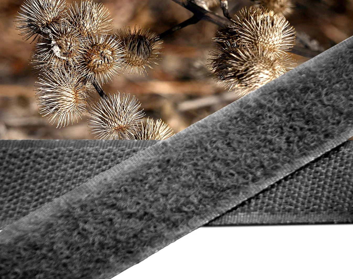 Burrs in the dog’s fur