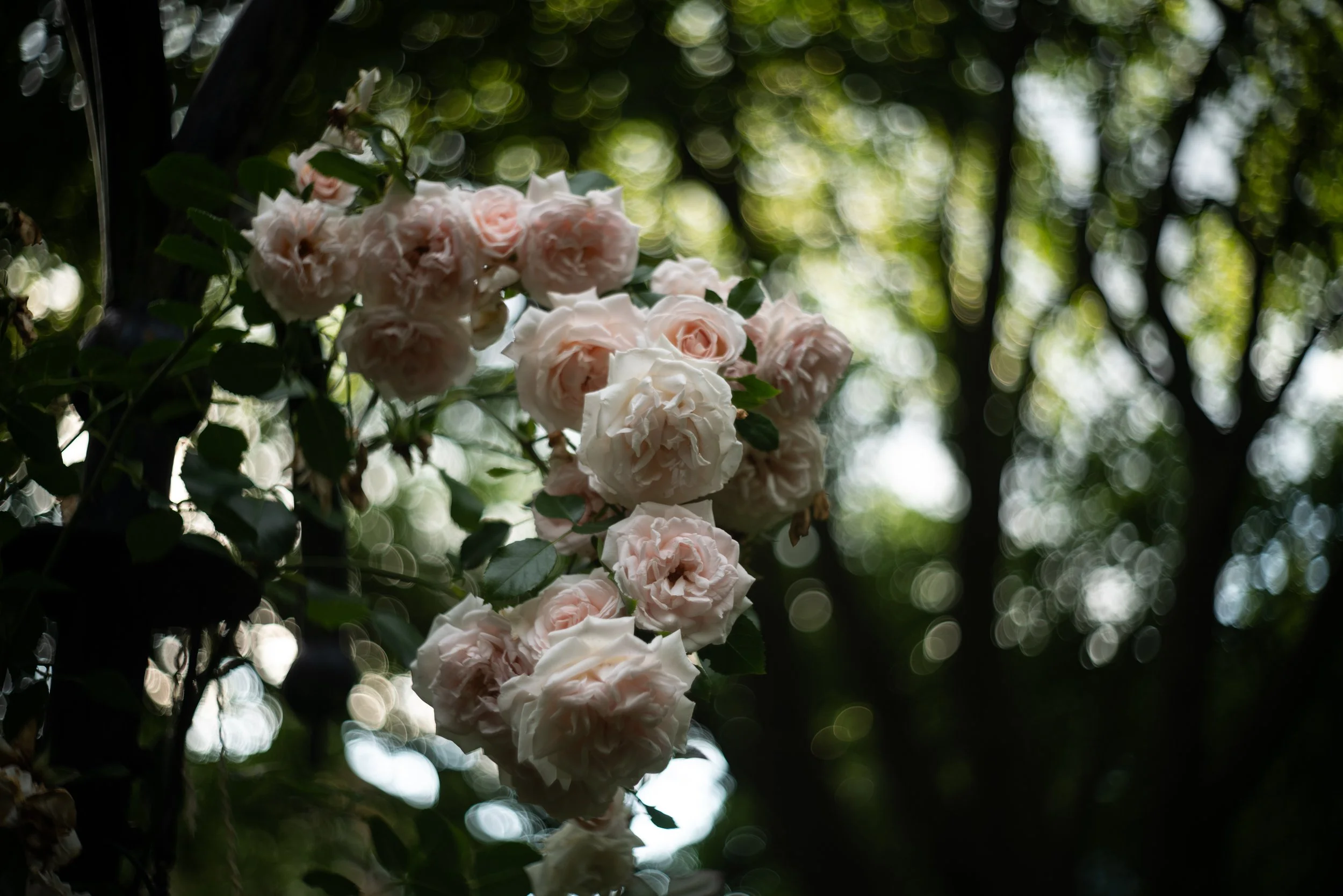 L1040939.jpg