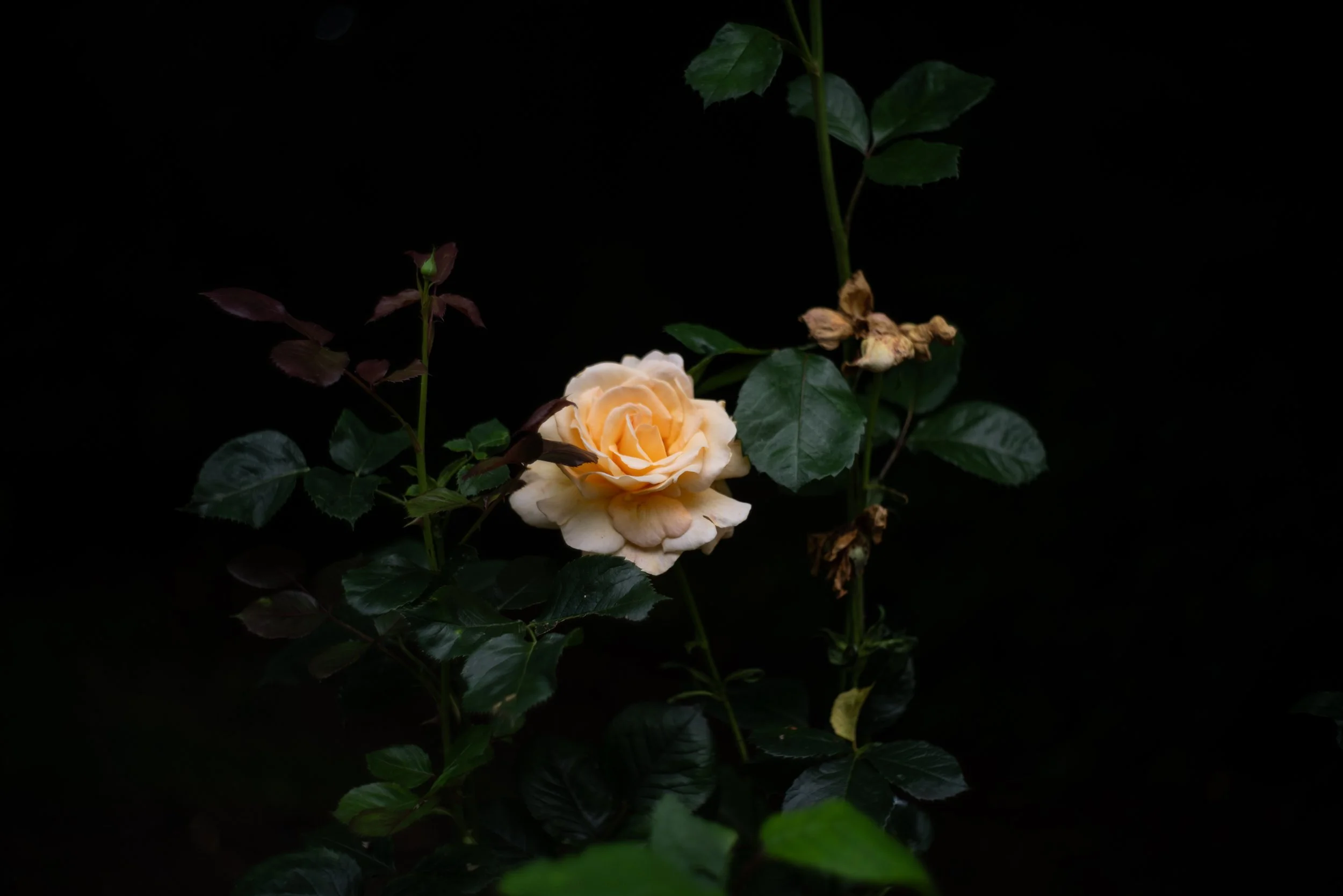 L1040930.jpg