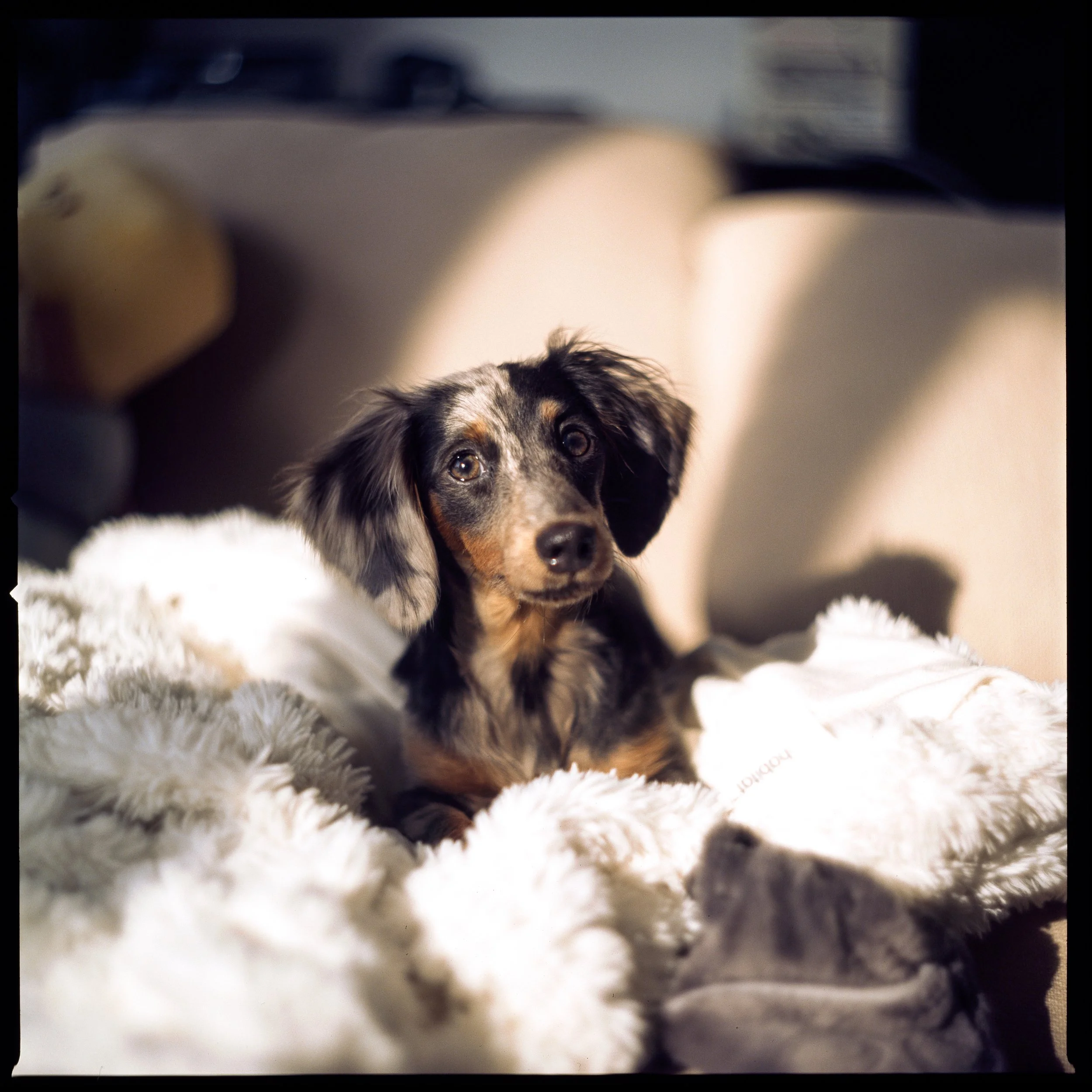 Whimsical wonders of the animal world