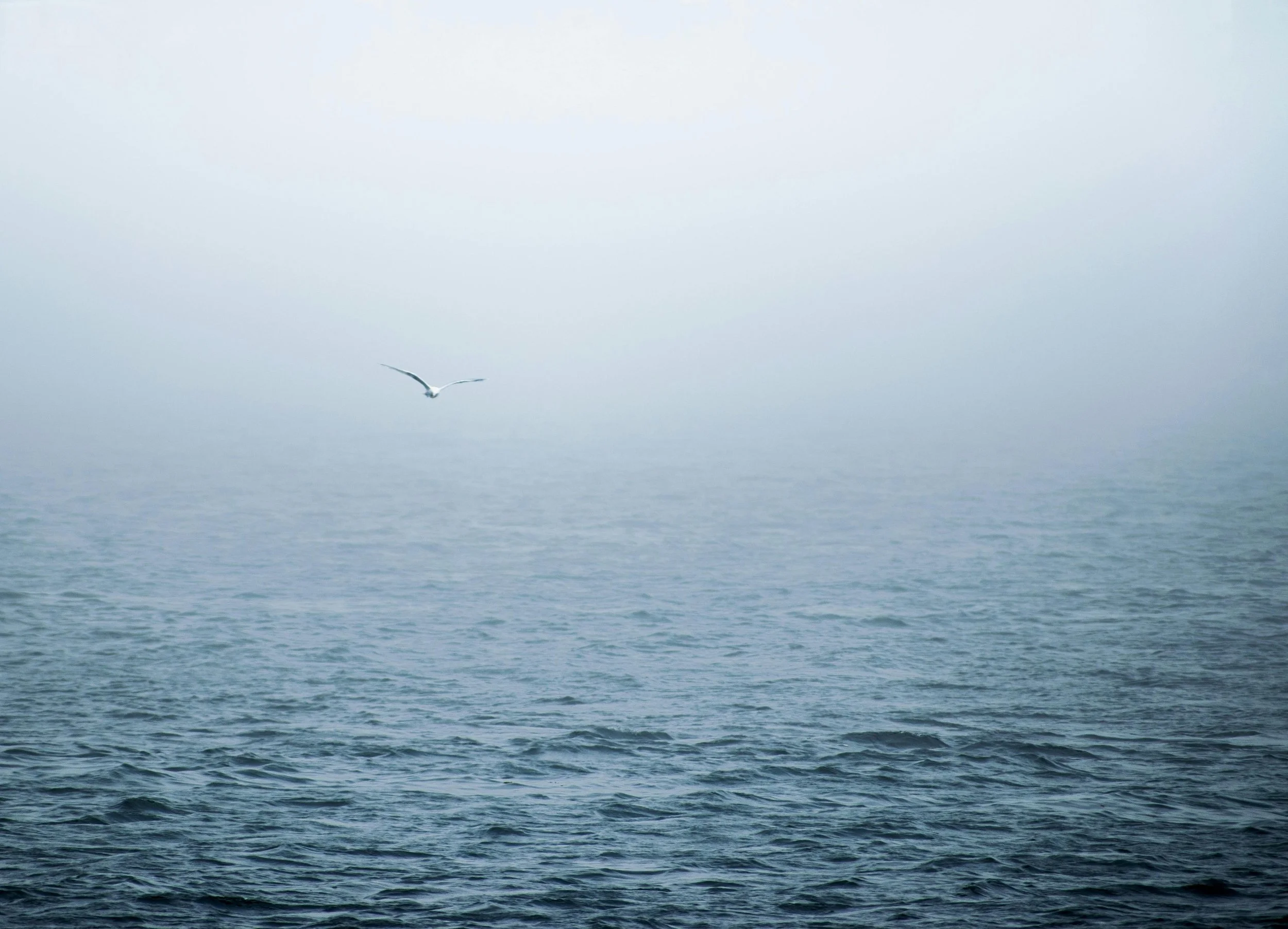 A seagull flying over a calm, foggy ocean with a misty horizon.
