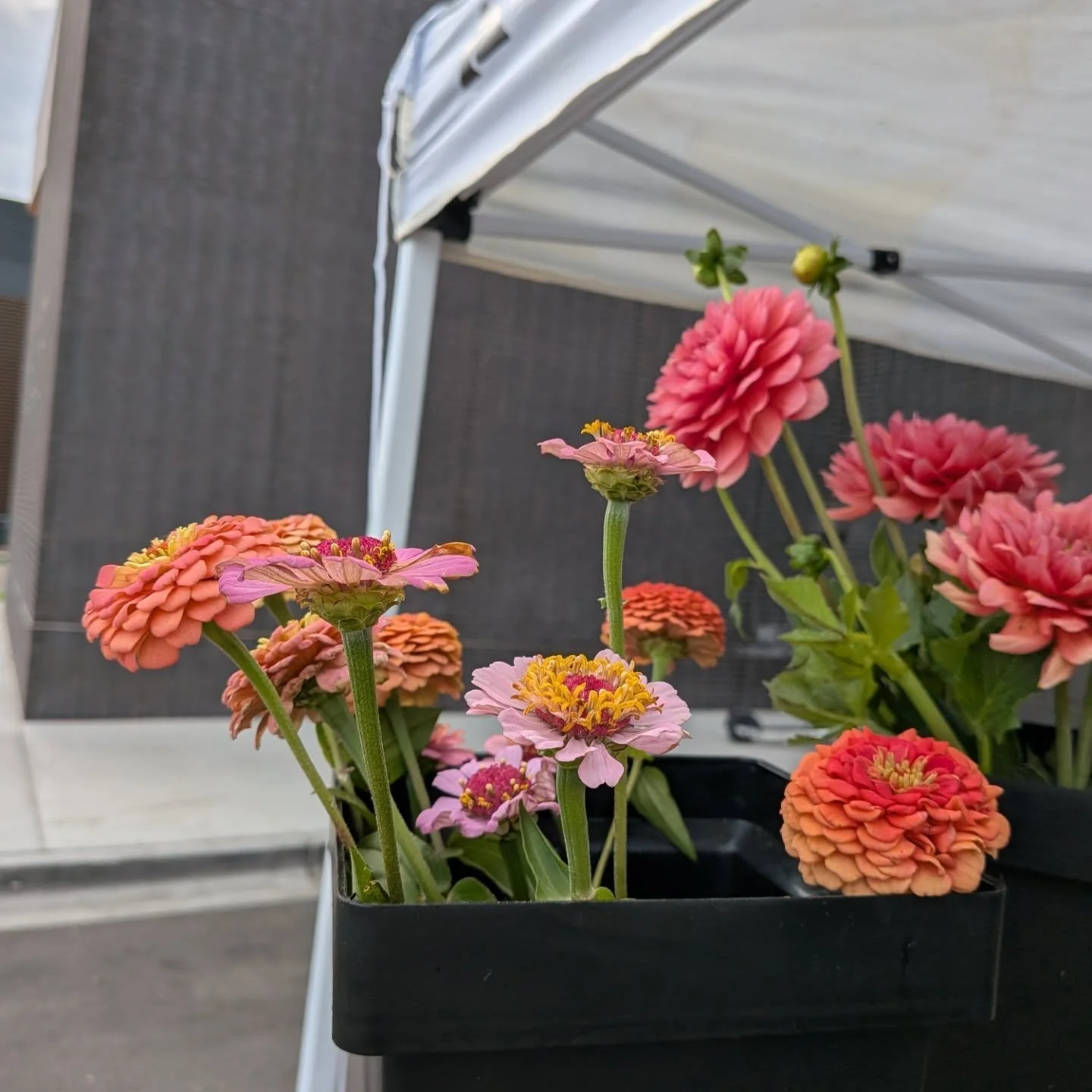 Come build yourself a bouquet π we will be at Clark's Market @exchange_blvd1 today from 9-1pm
#freshflowers #buildyourownbouquet #stembar #flowerbar #flowerbouquets #localflowers #mobileflorist #mobileflowershop