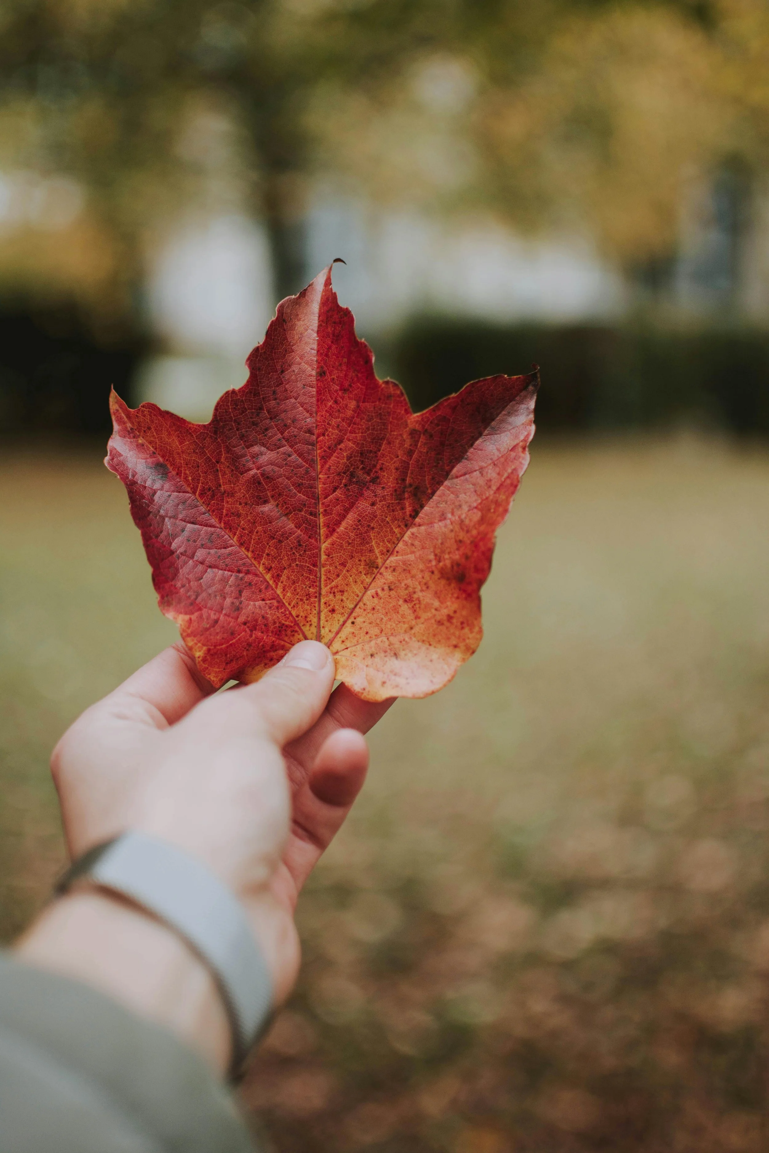 Person holding a red and orange autumn leaf outdoors.