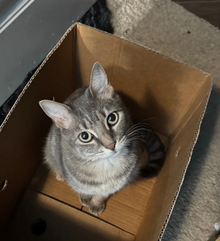 Gray tabby cat sitting inside a cardboard box, looking up at the camera.