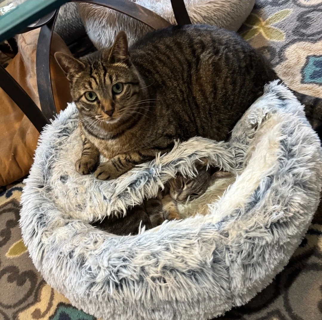 A tabby cat with green eyes resting on a fluffy gray bed, with two smaller kittens curled up underneath.