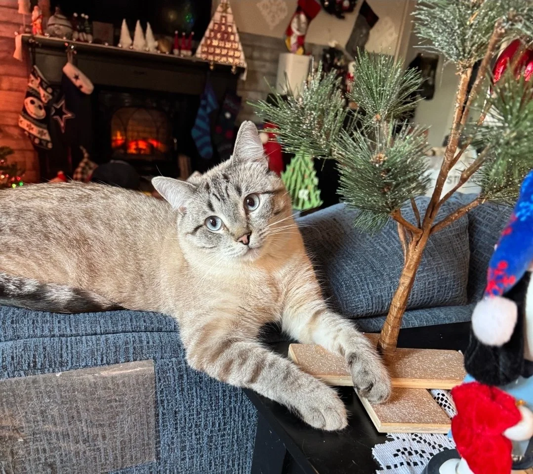A tabby cat with gray and beige fur and blue eyes lies on a blue cushioned surface near a small artificial Christmas tree. In the background, a fireplace decorated with Christmas stockings and small Christmas trees can be seen, creating a cozy holiday setting.