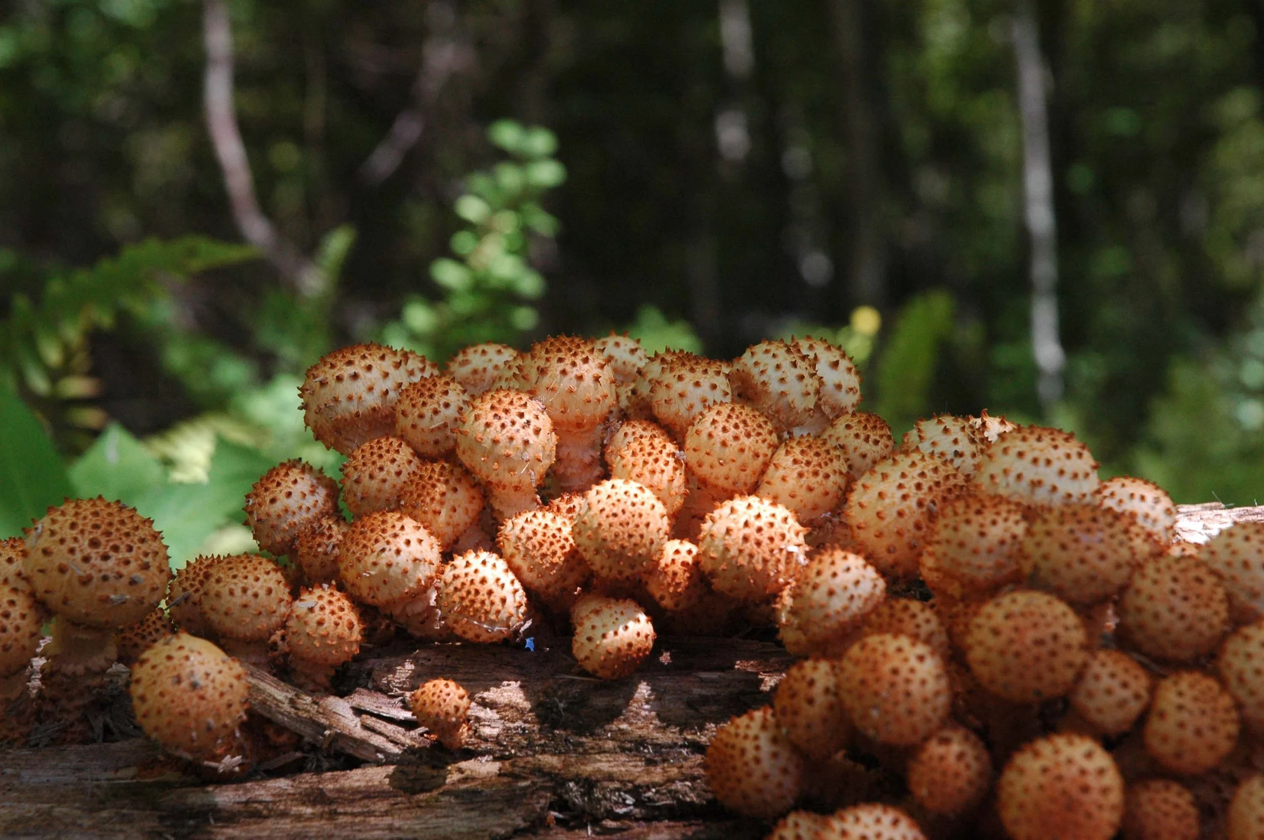 Pholiota squarrosa