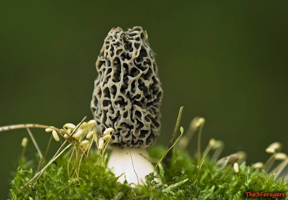 Morchella species