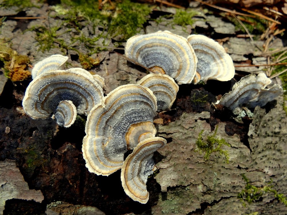 Trametes versicolor