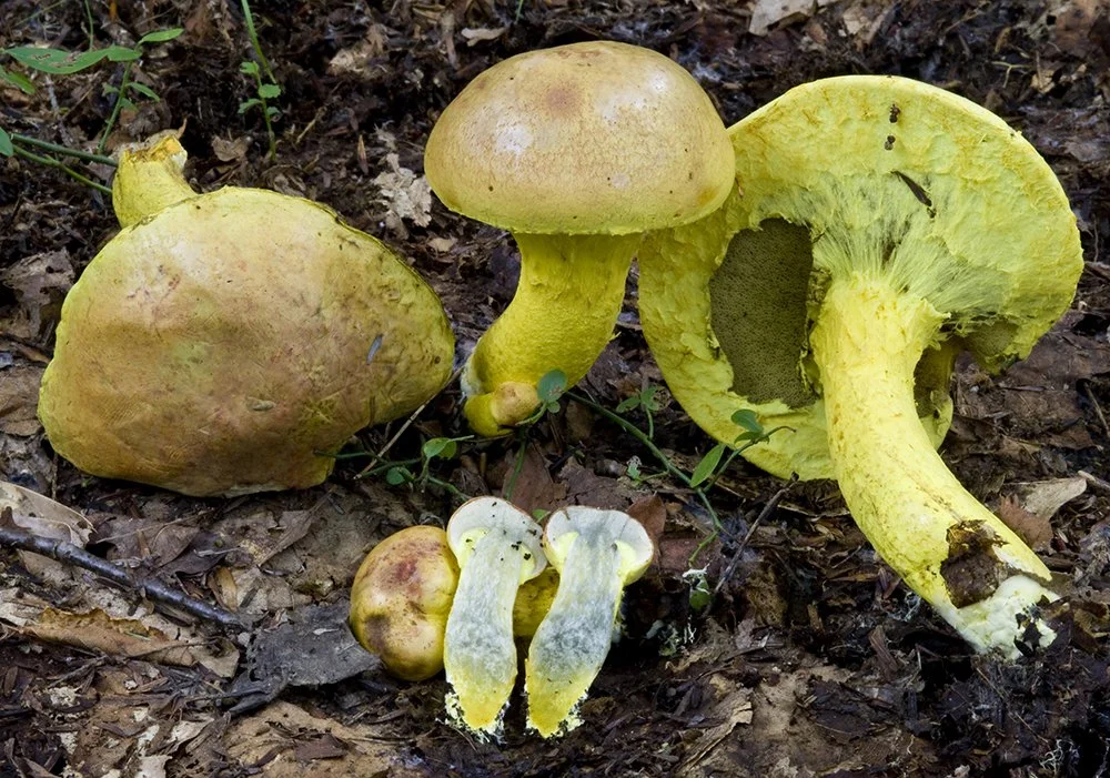 Pulveroboletus revenelii