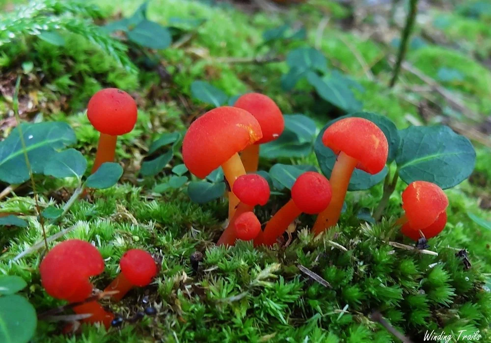 Hygrocybe species