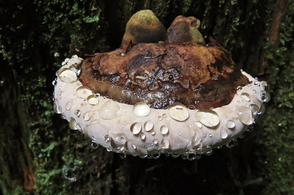 Fomitopsis pinicola