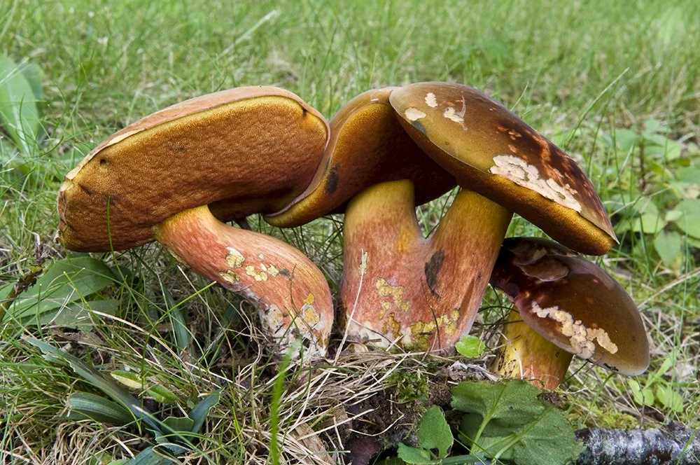 Boletus subvelutipes