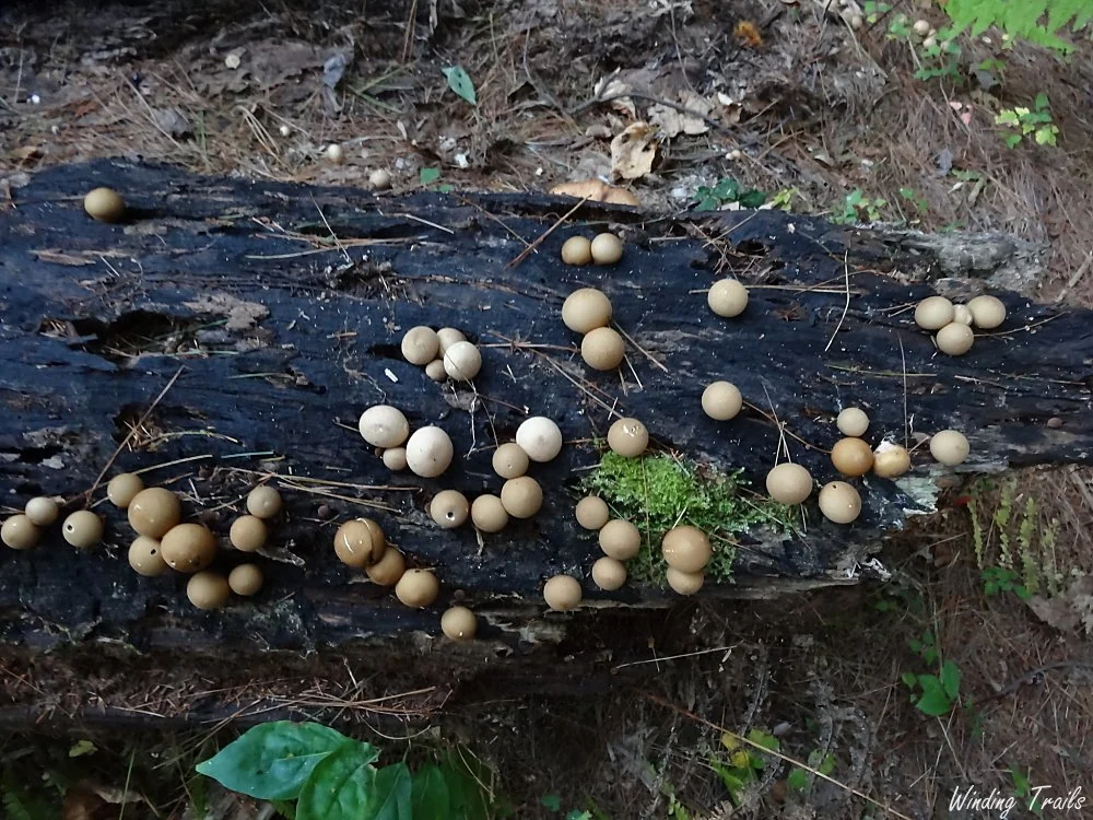 Morganella pyriformis