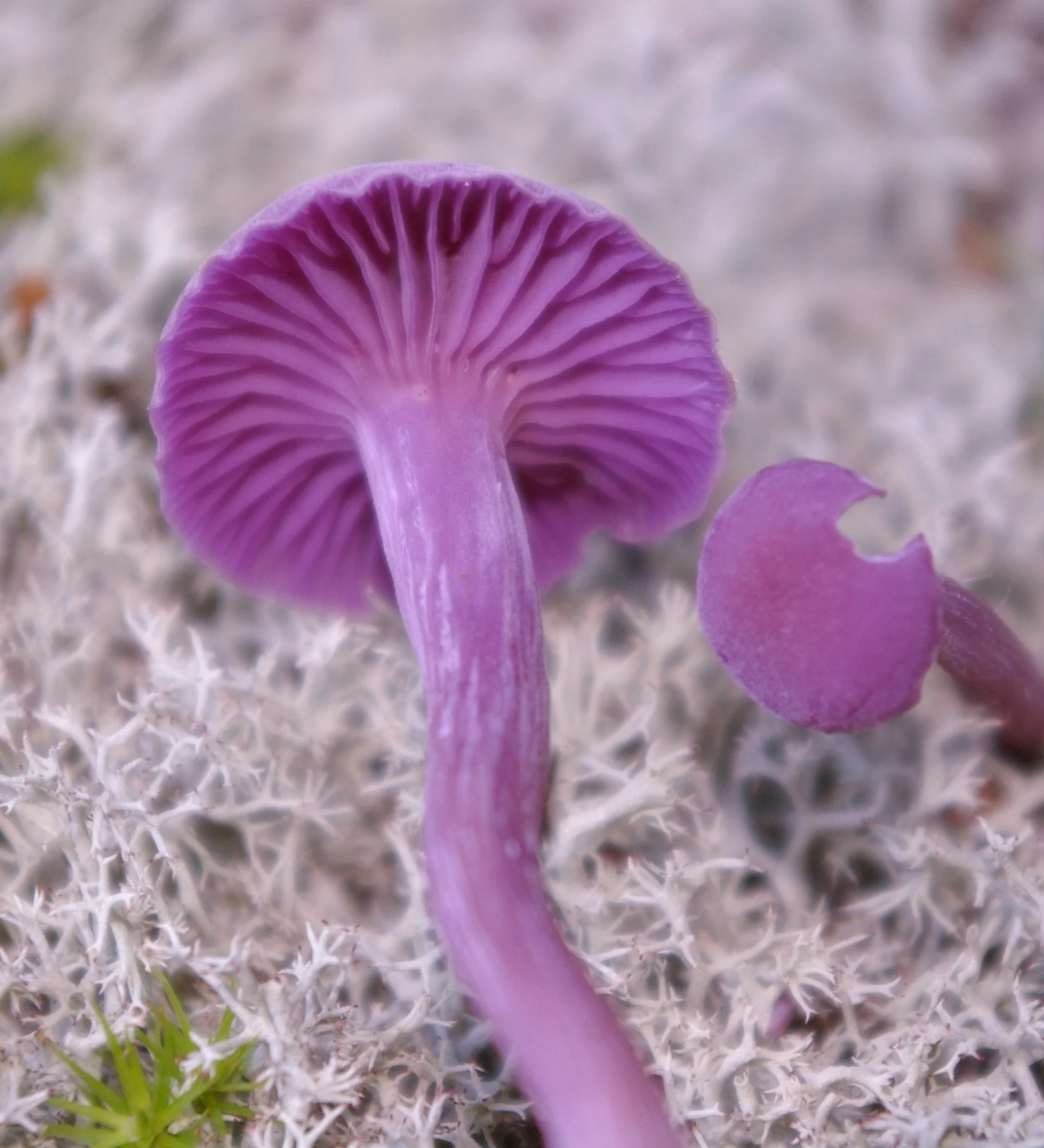 Laccaria amethystina