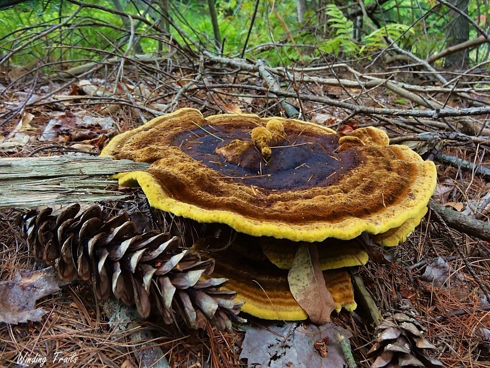 Phaelous schweinitzii