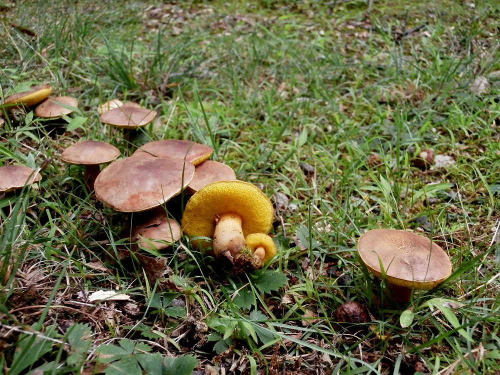 Boletus innixus