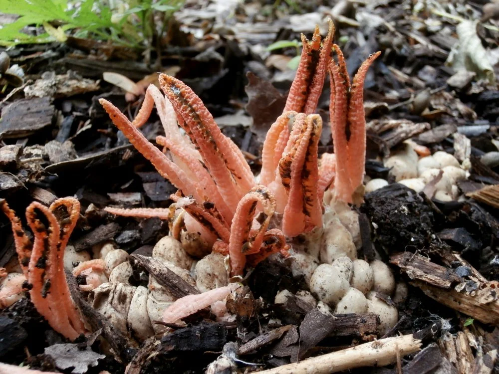 Pseudocolus fusiformis