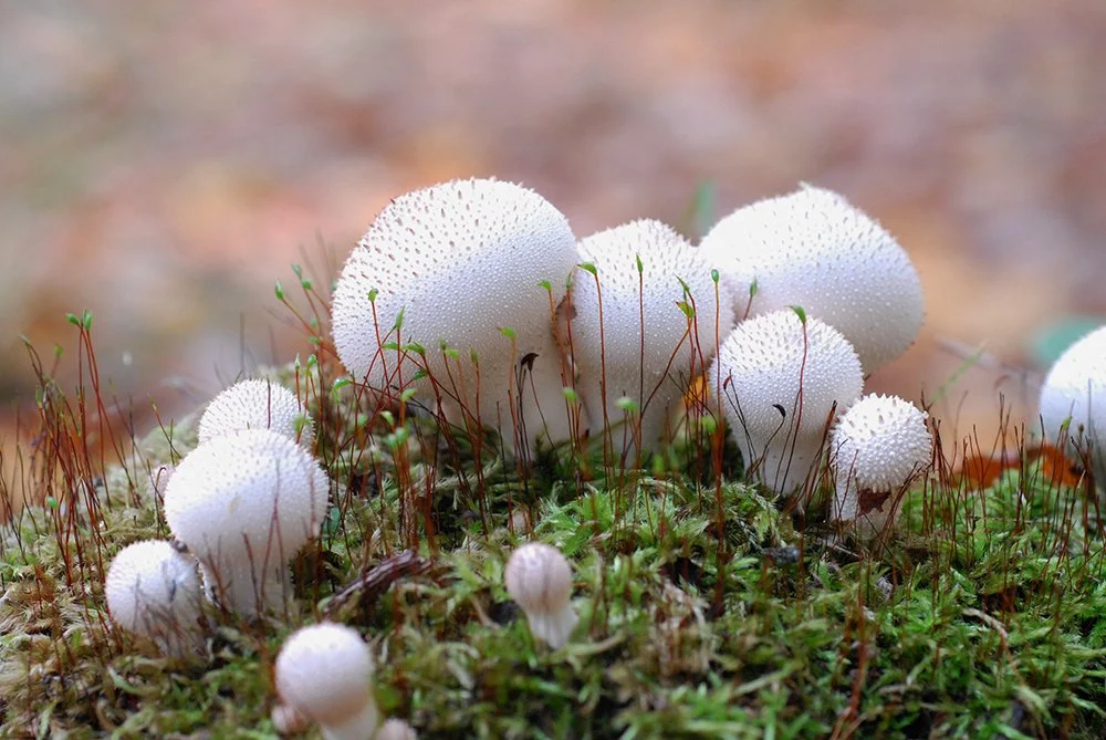 Lycoperdon perlatum