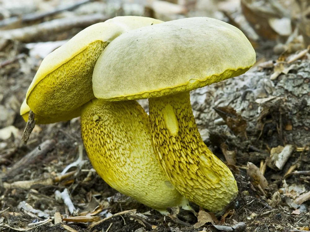 Retiboletus ornatipes