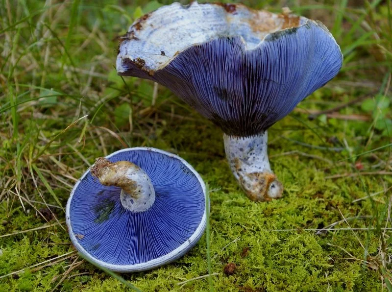 Lactarius indigo