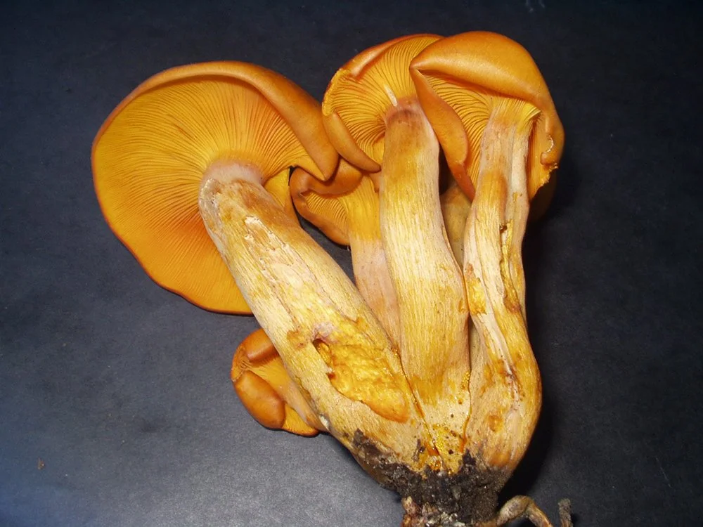 Omphalotus illudens