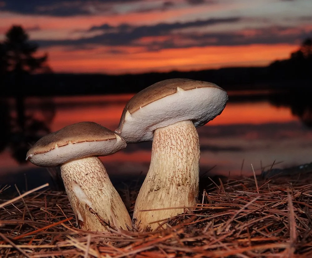 Tylopilus felleus