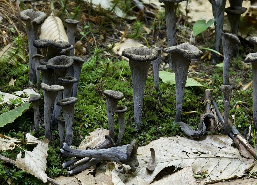 Craterellus cornucopiodes