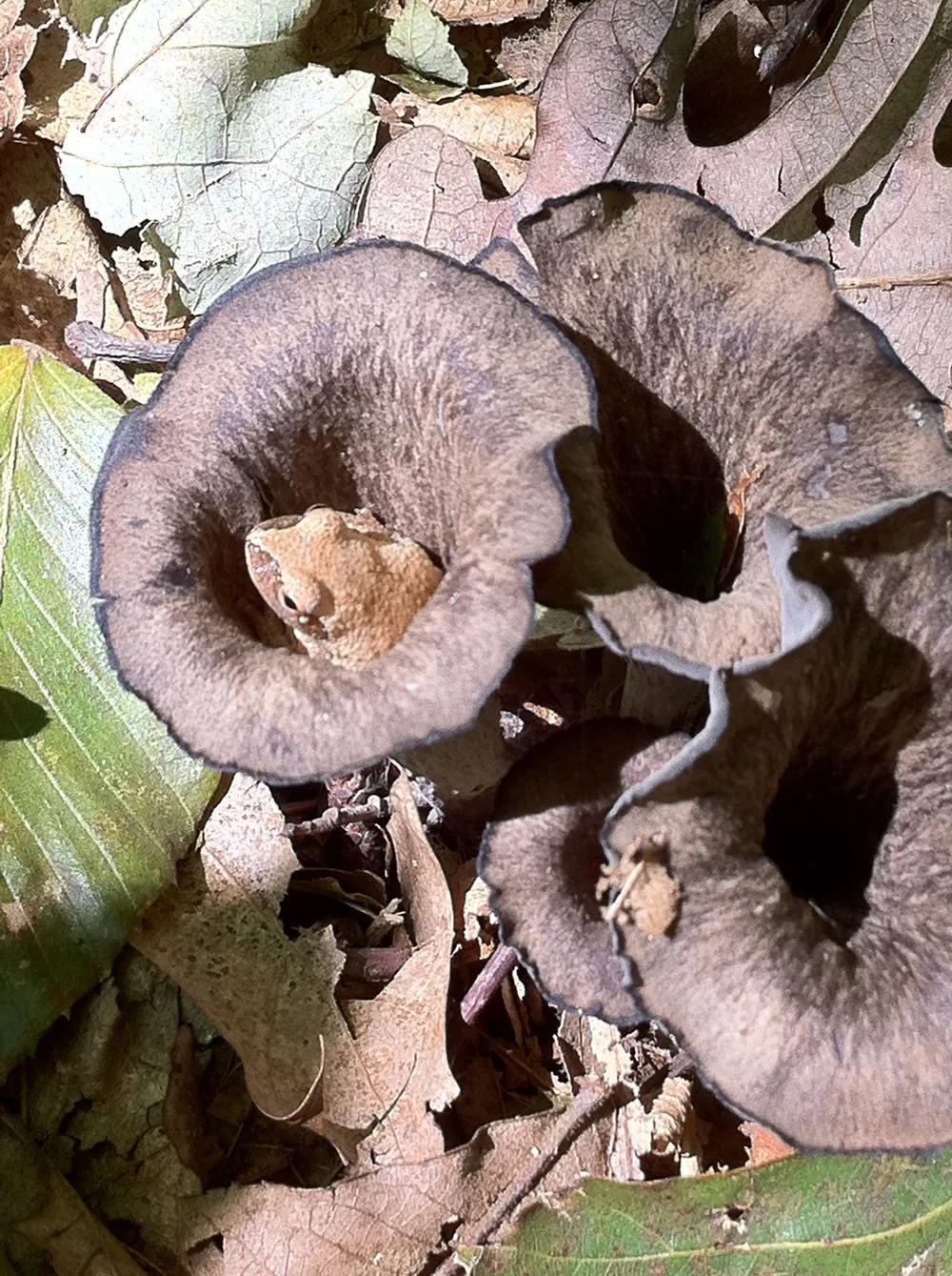Immature Gray Tree Frog Inside Craterellus species
