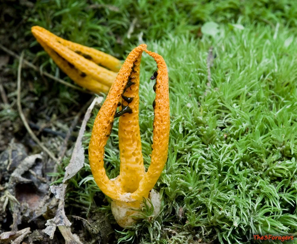 Pseudocolus fusiformis