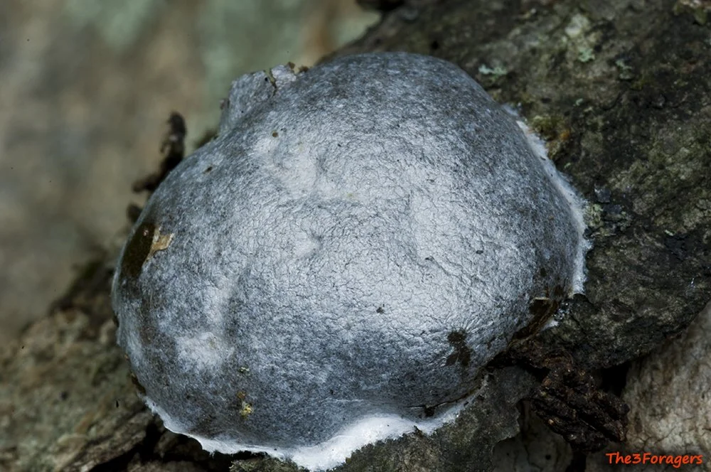 Enteridium lycoperdon