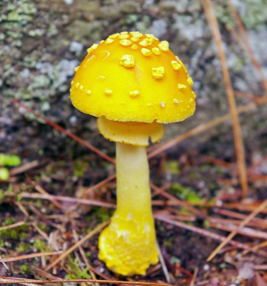 Amanita flavoconia