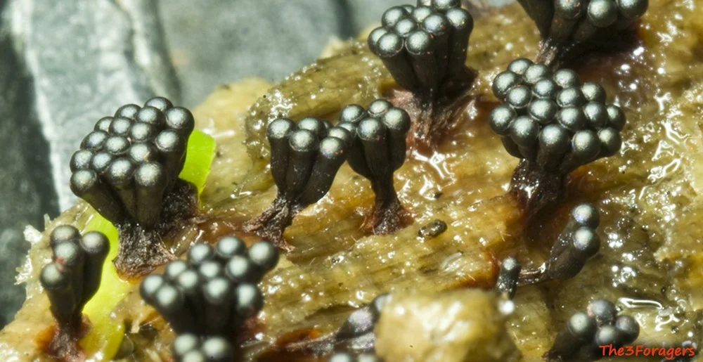 Metatrichia vesparium