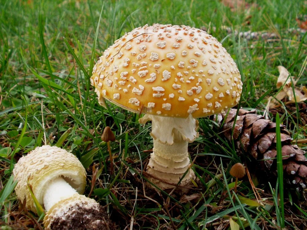 Amanita muscaria variety