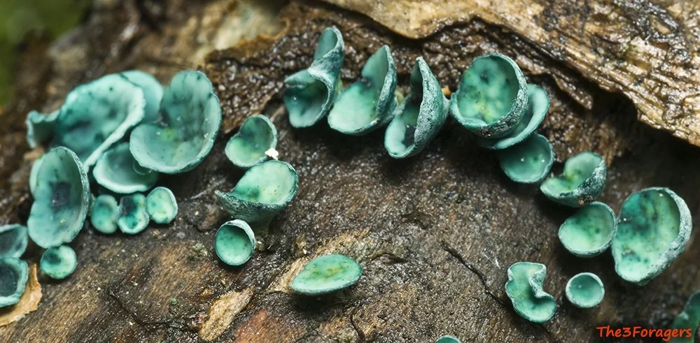 Chlorociboria aeruginascens