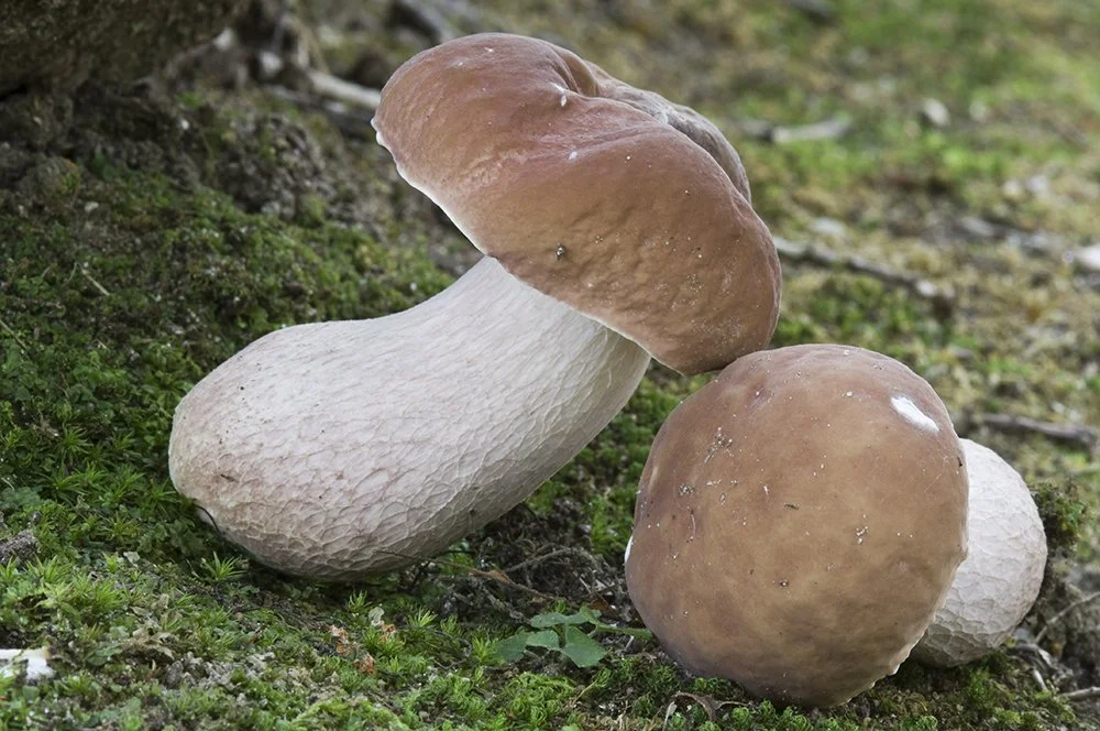 Boletus separans