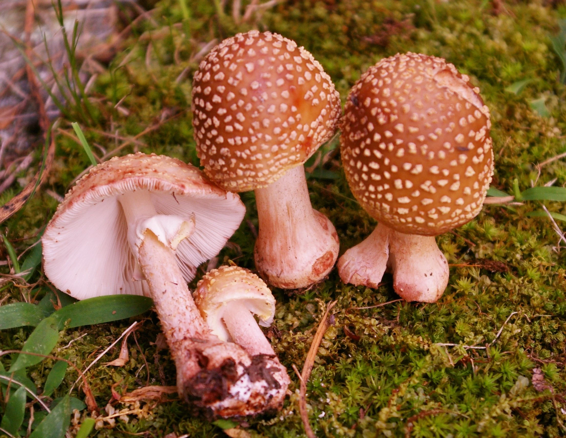 Amanita rubescnes