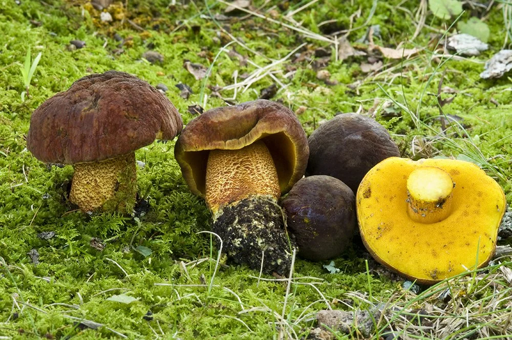 Boletus morrisii