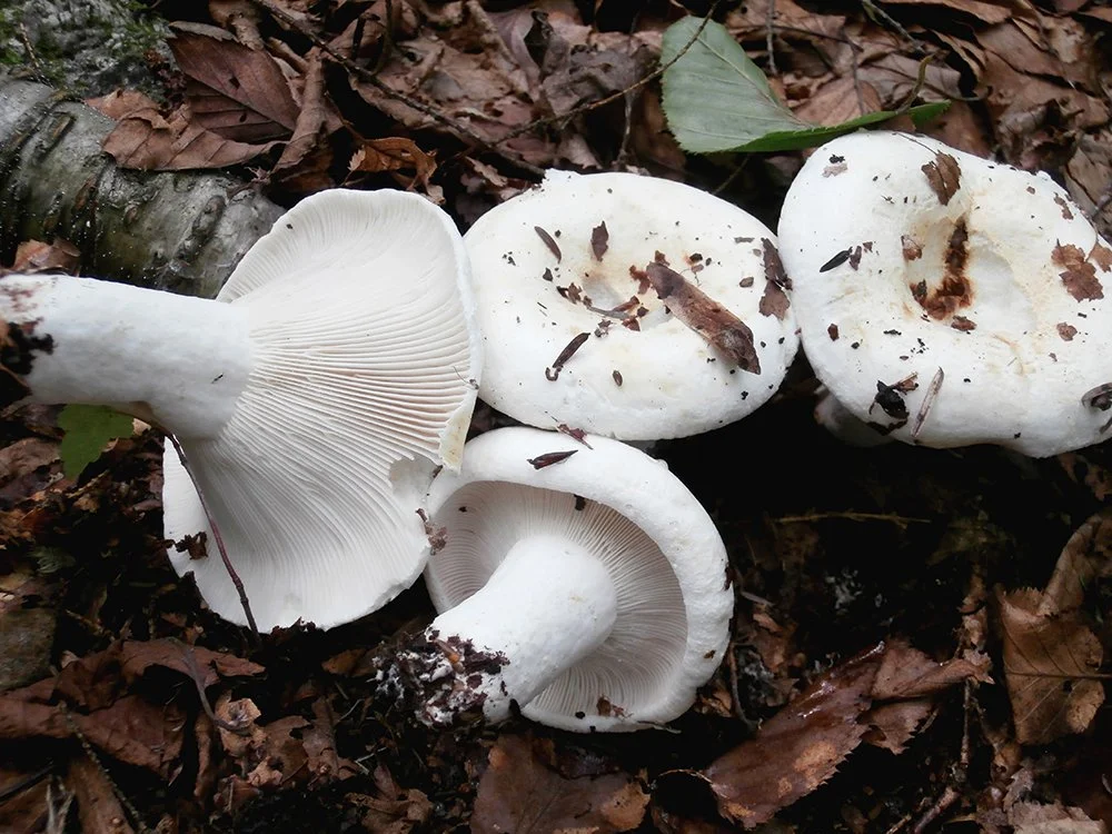 Lacatrius deceptivus