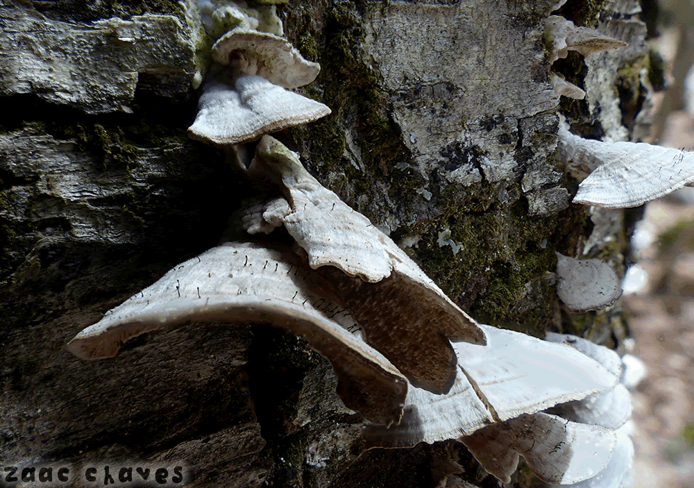 Phaeocalicium polporaeum