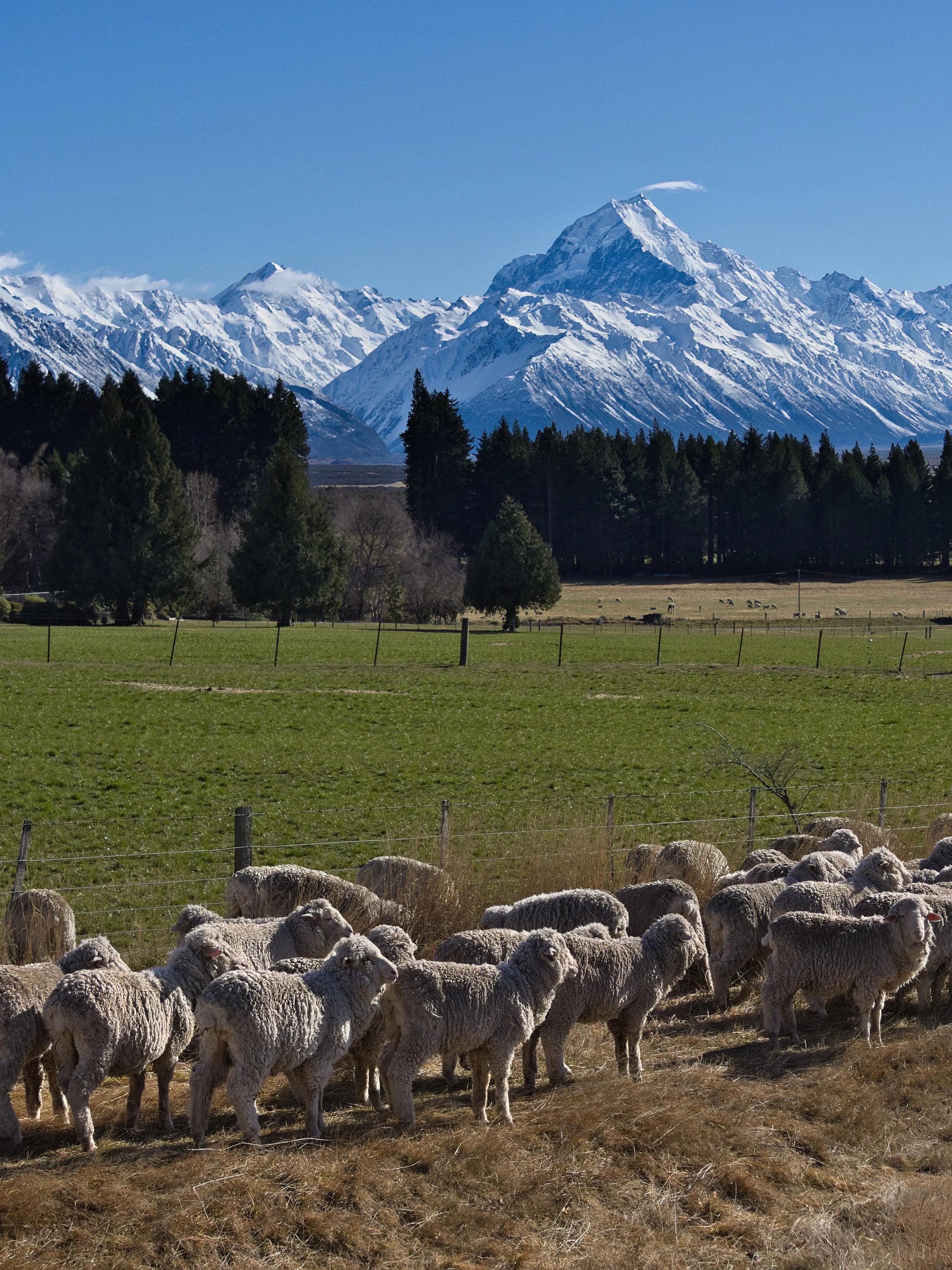 Sheep muster