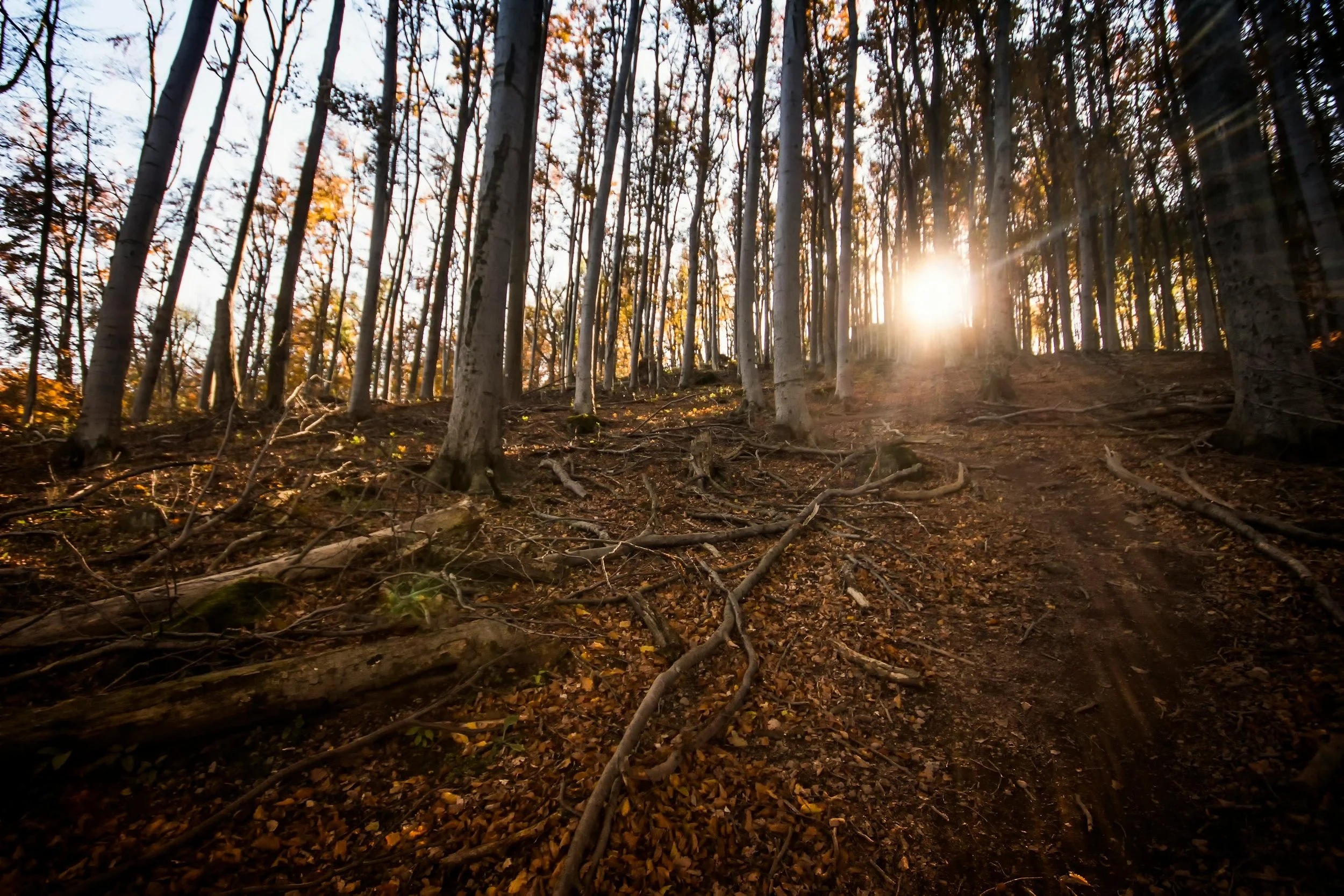 Sunlight shining through tall trees on a forest trail with fallen leaves and branches.