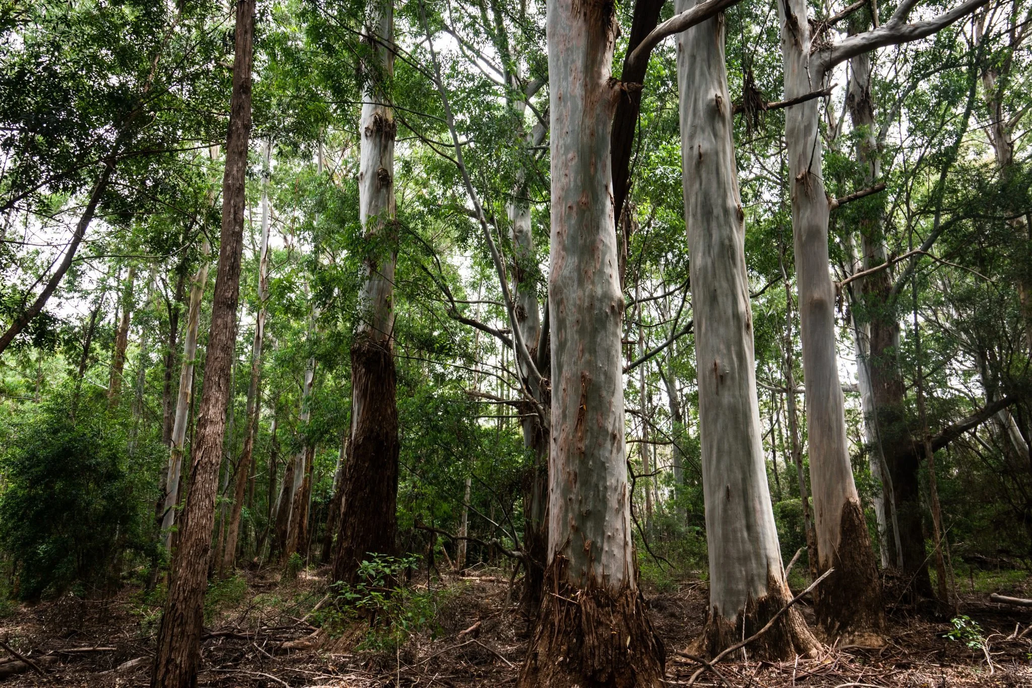 NaheleKokeeEucalyptus.jpg