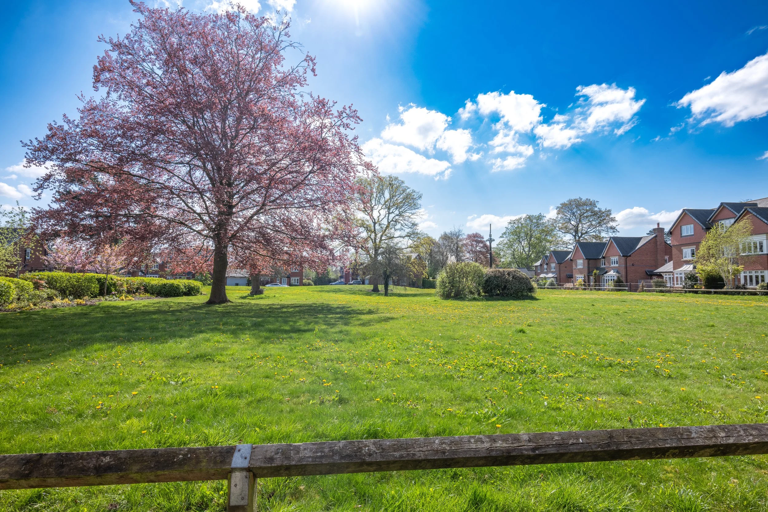 A park with green grass, a blooming pink tree, and a row of houses under a blue sky with some clouds and sunlight.