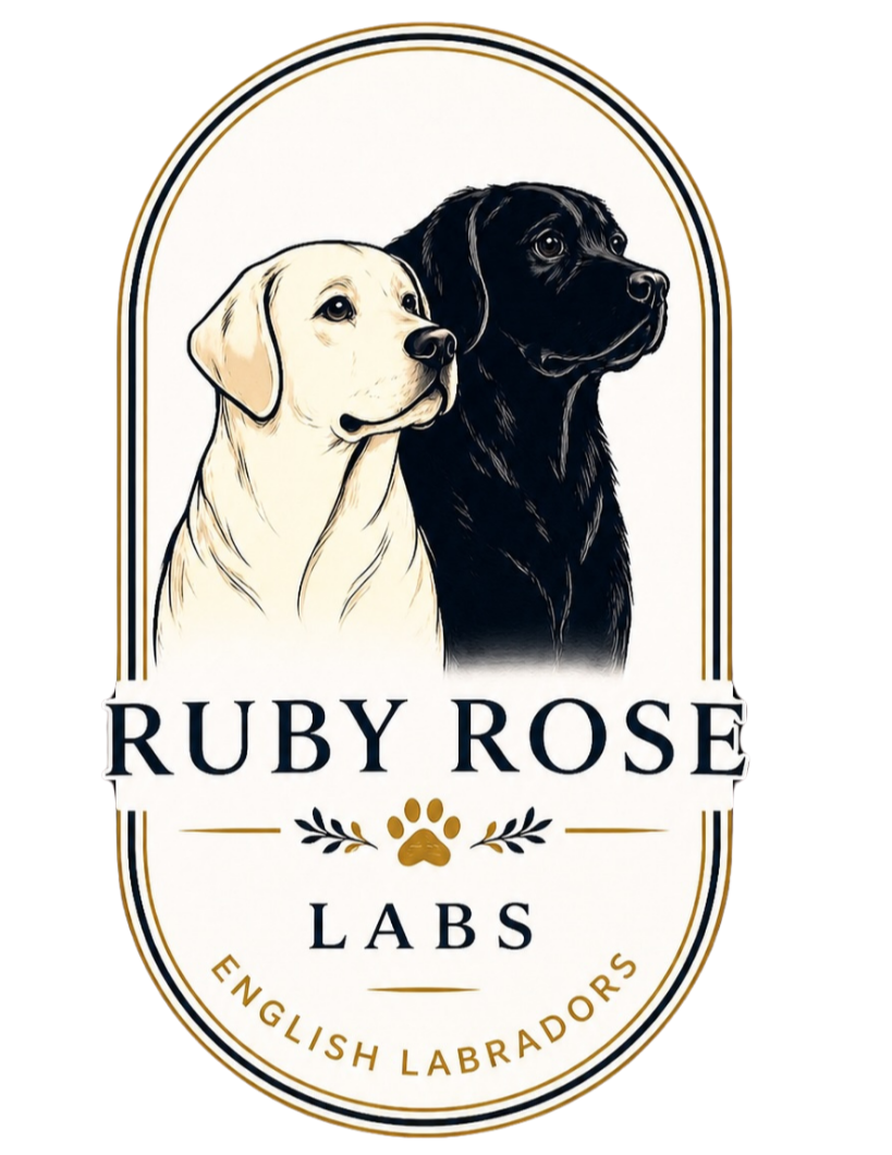 Ruby Rose Labradors