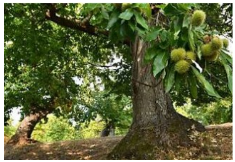 Restoration of the American Chestnut (Zoom)