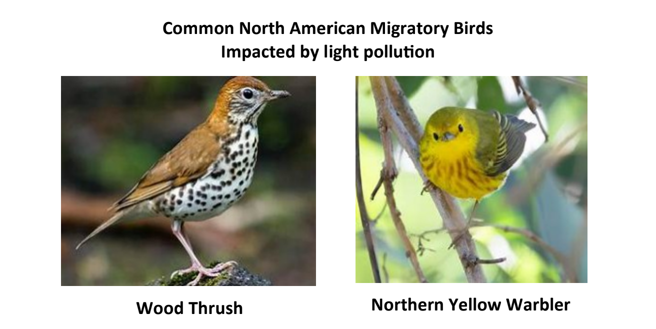 Light Pollution: Learn How You Can Help (Zoom)