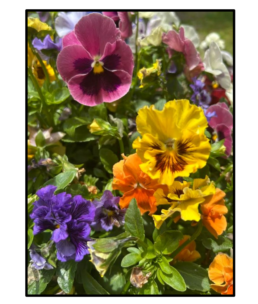 Edible Plants: What’s Neat to Eat from your Yard