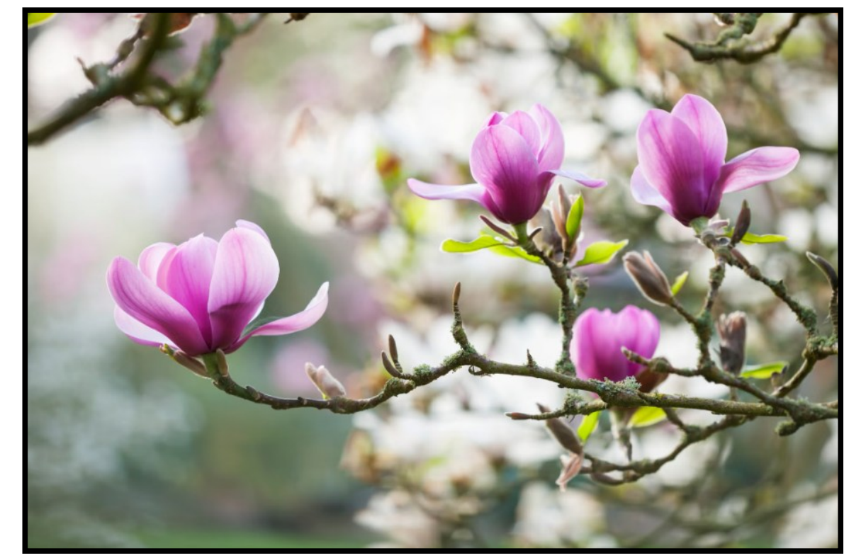 Annual Meeting & Spring Banquet