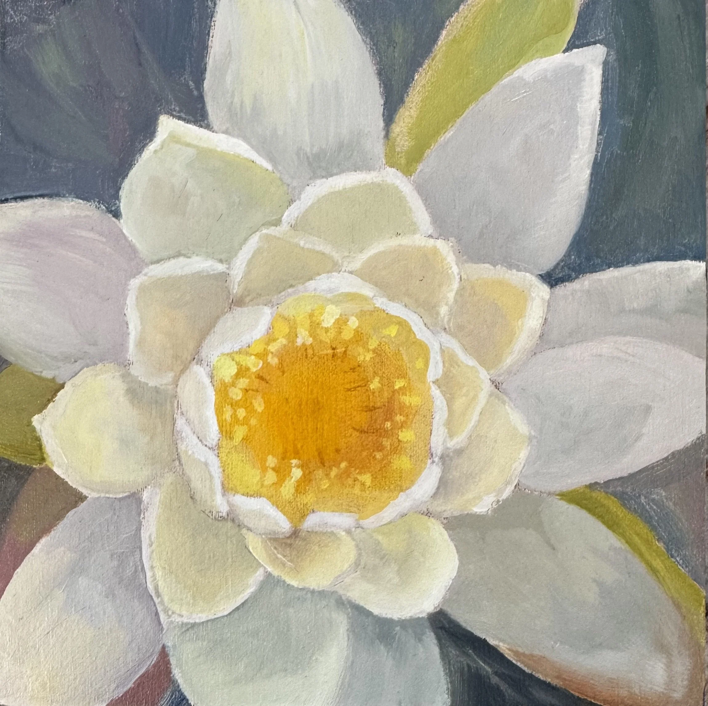 Paupac Waterlily
